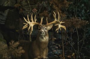 Missouri Deer Hunting