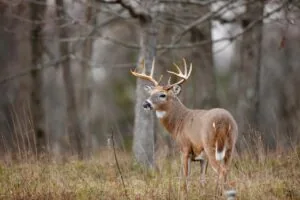 Iowa hunting season