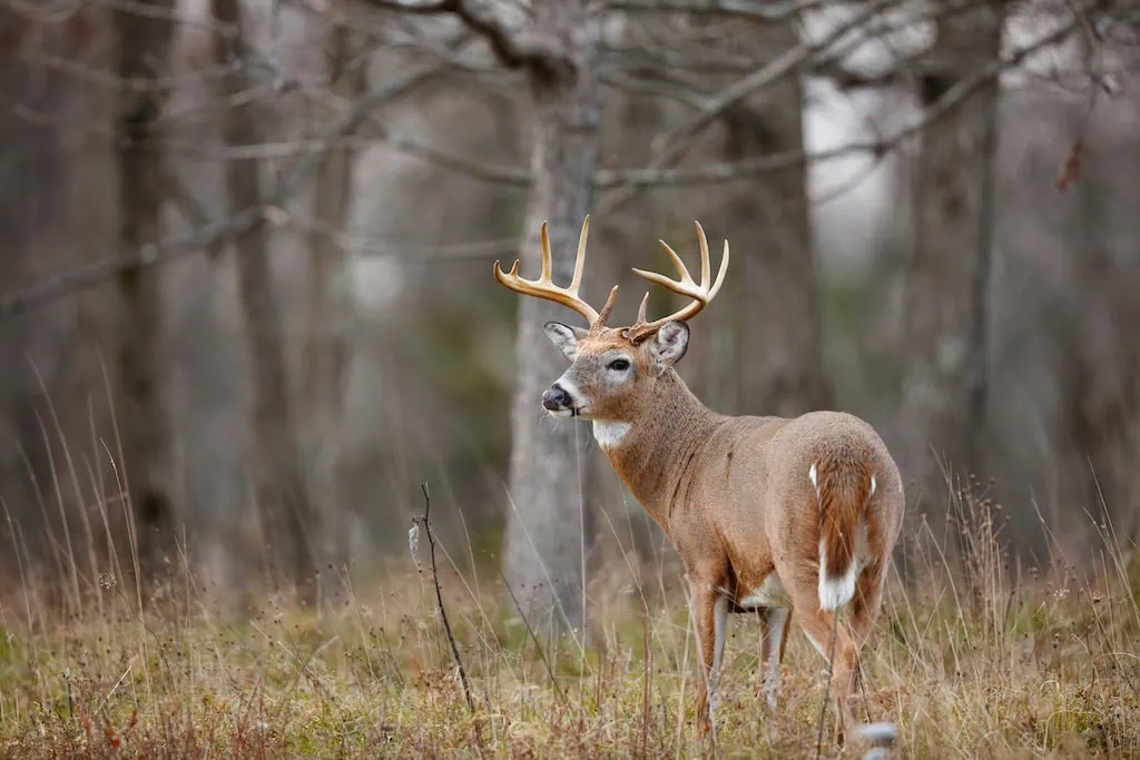 Iowa hunting season