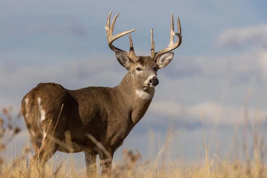 Missouri hunting season